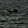 Whales & Dolphins : Here is a collection of Whales and Dolphins I have taken pictures of on fishing trips off the California Coast and all the way down Baja. There are Grays, Humpback, and Blue whales as well as dolphins. 

Enjoy